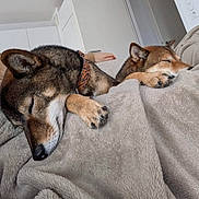 Thalya participe au concours pour gagner de l'argent avec cette photo : dog, shiba_inu, sleeping, nap, two_dogs, pet, canine, fur, brown_dog, black_and_tan, blanket, couch, indoors, cozy, resting, closed_eyes, paws, collar, relaxed, cuddling