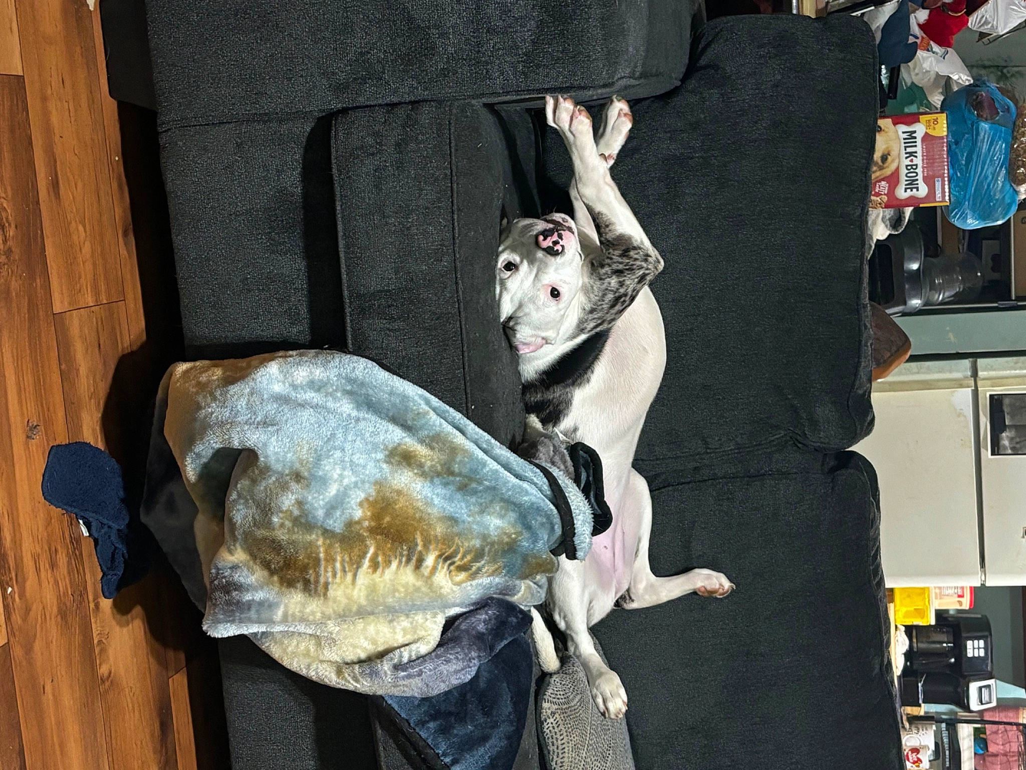 Gypsy is registered to the contest to win money with this photo: art, canidae, carnivore, companion_dog, felidae, fish, fur, room, sculpture, small_to_medium_sized_cats, sporting_group, statue, tail, wood