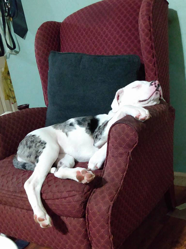 Gypsy is registered to the contest to win money with this photo: carnivore, chair, comfort, companion_dog, couch, dog, dog_breed, fawn, flooring, furniture, hardwood, house, linens, living_room, room, sporting_group, studio_couch, tail, window, working_animal