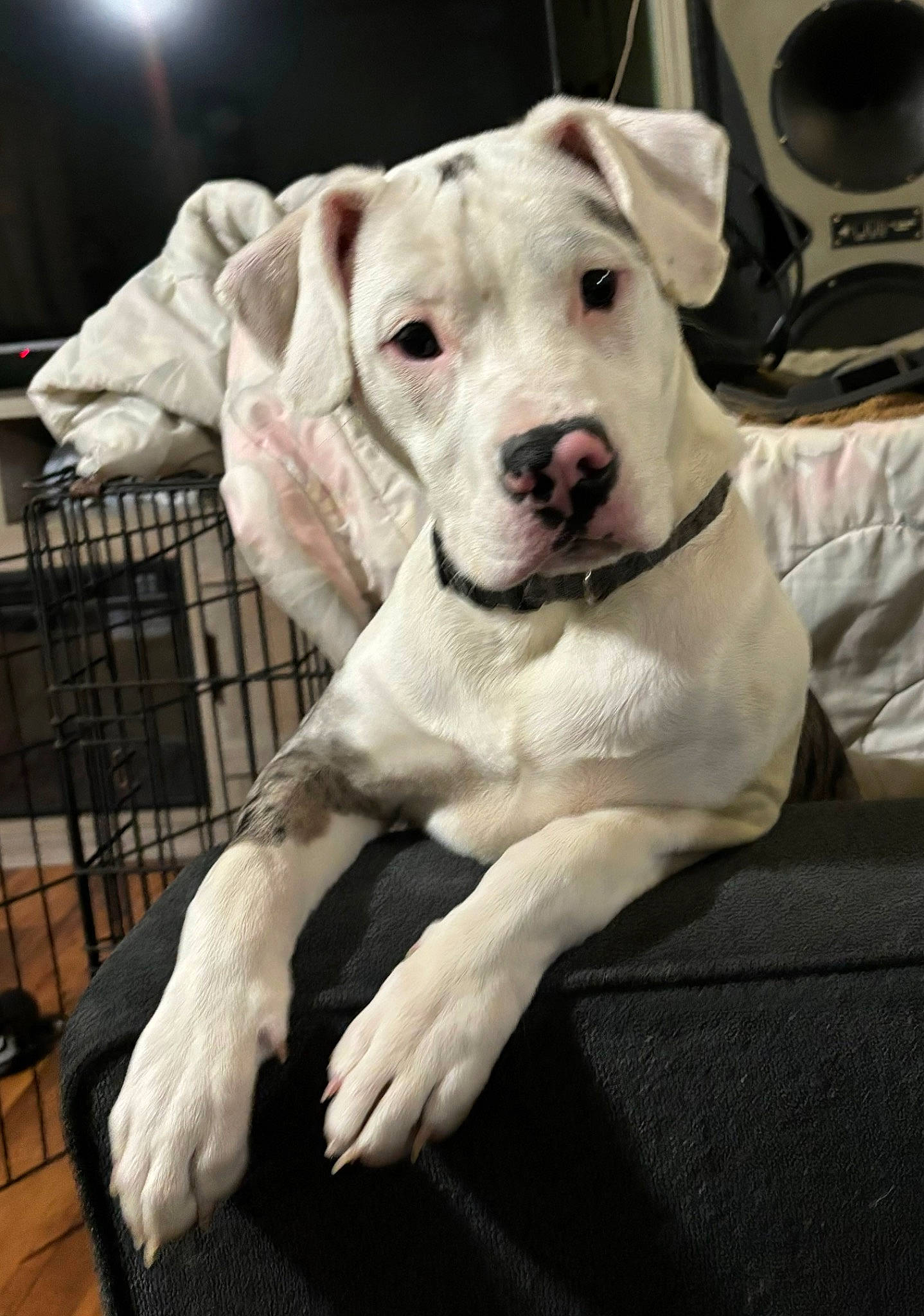 Gypsy joined the competition — help win amazing prizes! canidae, carnivore, collar, comfort, companion_dog, dog, dog_breed, dog_collar, dog_supply, fawn, fur, guard_dog, monochrome_photography, non_sporting_group, pet_supply, snout, sporting_group, whiskers, working_animal