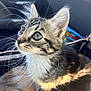 kitten, cat, tabby, whiskers, close_up, pet, animal, cute, furry, young, indoor, blanket, car_interior, soft_light, curious, ears, face, fur, comfort, domestic
