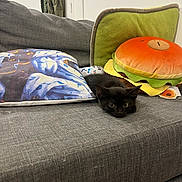 Smoky Eye a rejoint le concours — aidez-le/la à gagner de superbes lots ! black_cat, kitten, couch, pillow, plush_toy, hamburger_cushion, indoor, gray_fabric, furniture, relaxed, pet, animal, cozy, resting, home, decor, jacket, wall, soft_texture, cute
