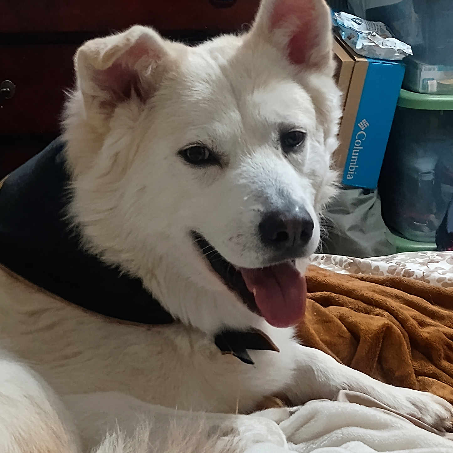 Zeus is registered to the contest to win money with this photo: animal, blanket, bodypart, canine, computer, couch, dog, electronics, eskimodog, furniture, husky, laptop, mouth, pc, person, pet, puppy, terrier, towel, whitedog