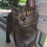 Luna joined the competition — help win amazing prizes! animal, cat, close_up, curious, domestic_cat, face, feline, gray_cat, green_background, indoor, looking, pet, portrait, soft_fur, sunlight, whiskers, window, window_blinds, yellow_eyes, young_cat