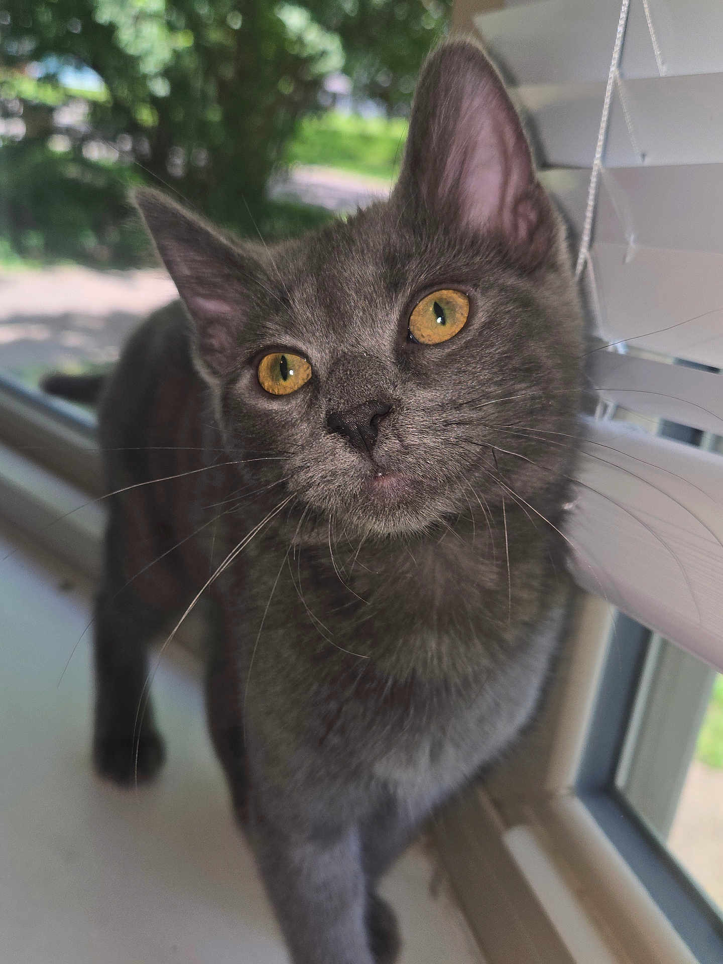Luna joined the competition — help win amazing prizes! animal, cat, close_up, curious, domestic_cat, face, feline, gray_cat, green_background, indoor, looking, pet, portrait, soft_fur, sunlight, whiskers, window, window_blinds, yellow_eyes, young_cat