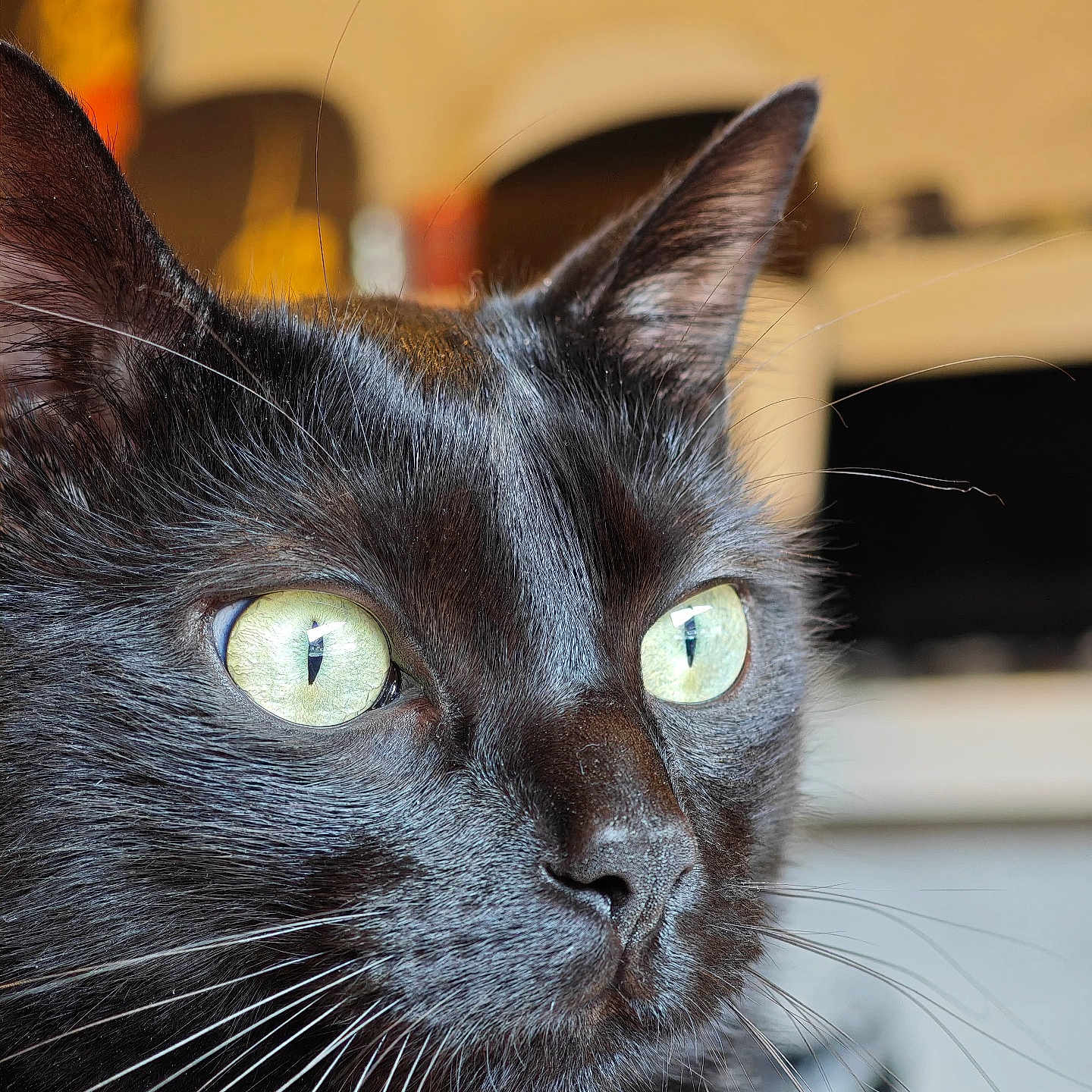 Mephisto participe au concours pour gagner de l'argent avec cette photo : alert, animal, background_blur, black_cat, cat, close_up, curious, domestic_cat, face, feline, fur, green_eyes, indoor, looking_away, mammal, pet, portrait, sharp_focus, soft_light, whiskers