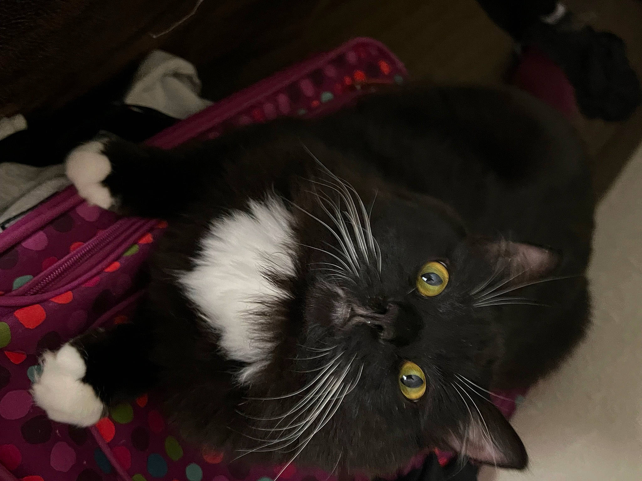 Ollie is registered to the contest to win money with this photo: black_cat, carmine, carnivore, cat, claw, comfort, domestic_short_haired_cat, felidae, fur, natural_material, pattern, plant, small_to_medium_sized_cats, snout, tail, terrestrial_animal, whiskers