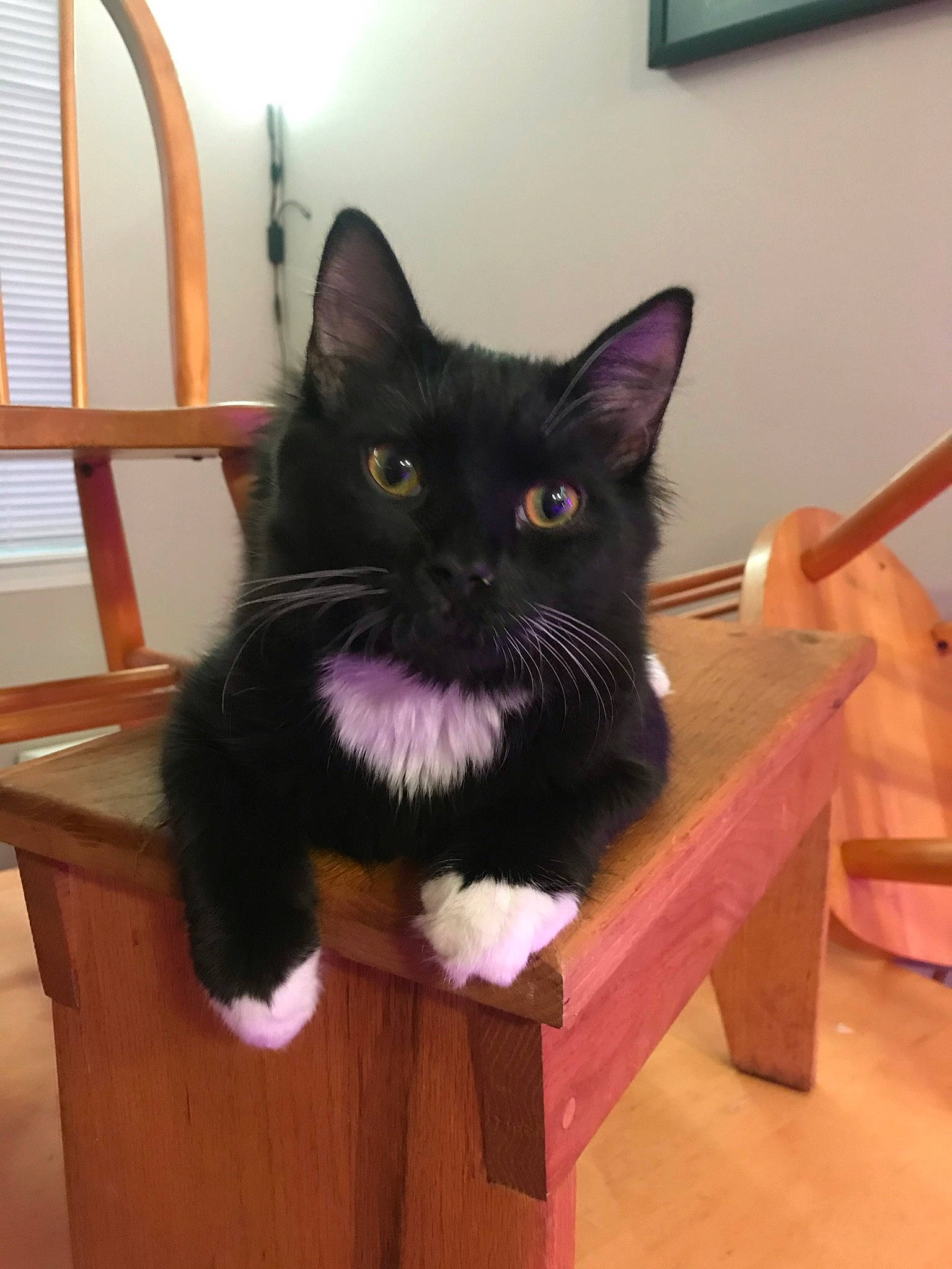 Ollie is registered to the contest to win money with this photo: black_cat, bombay, box, carnivore, cat, chair, domestic_short_haired_cat, felidae, flooring, fur, hardwood, picture_frame, small_to_medium_sized_cats, snout, table, tail, whiskers, window, wood, wood_stain