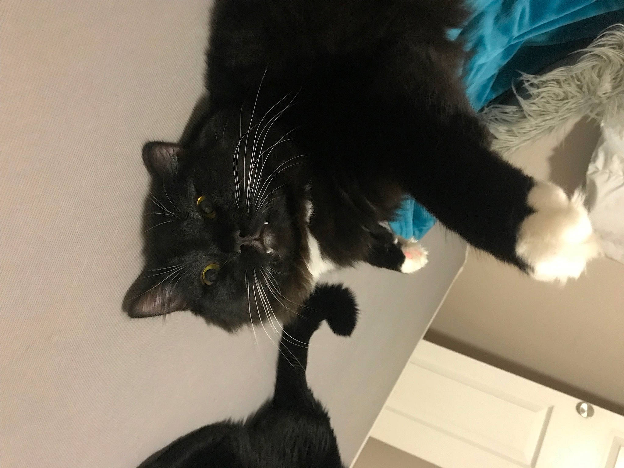 Ollie is registered to the contest to win money with this photo: black_cat, carnivore, cat, claw, comfort, domestic_short_haired_cat, ear, felidae, fur, gesture, paw, small_to_medium_sized_cats, tail, whiskers