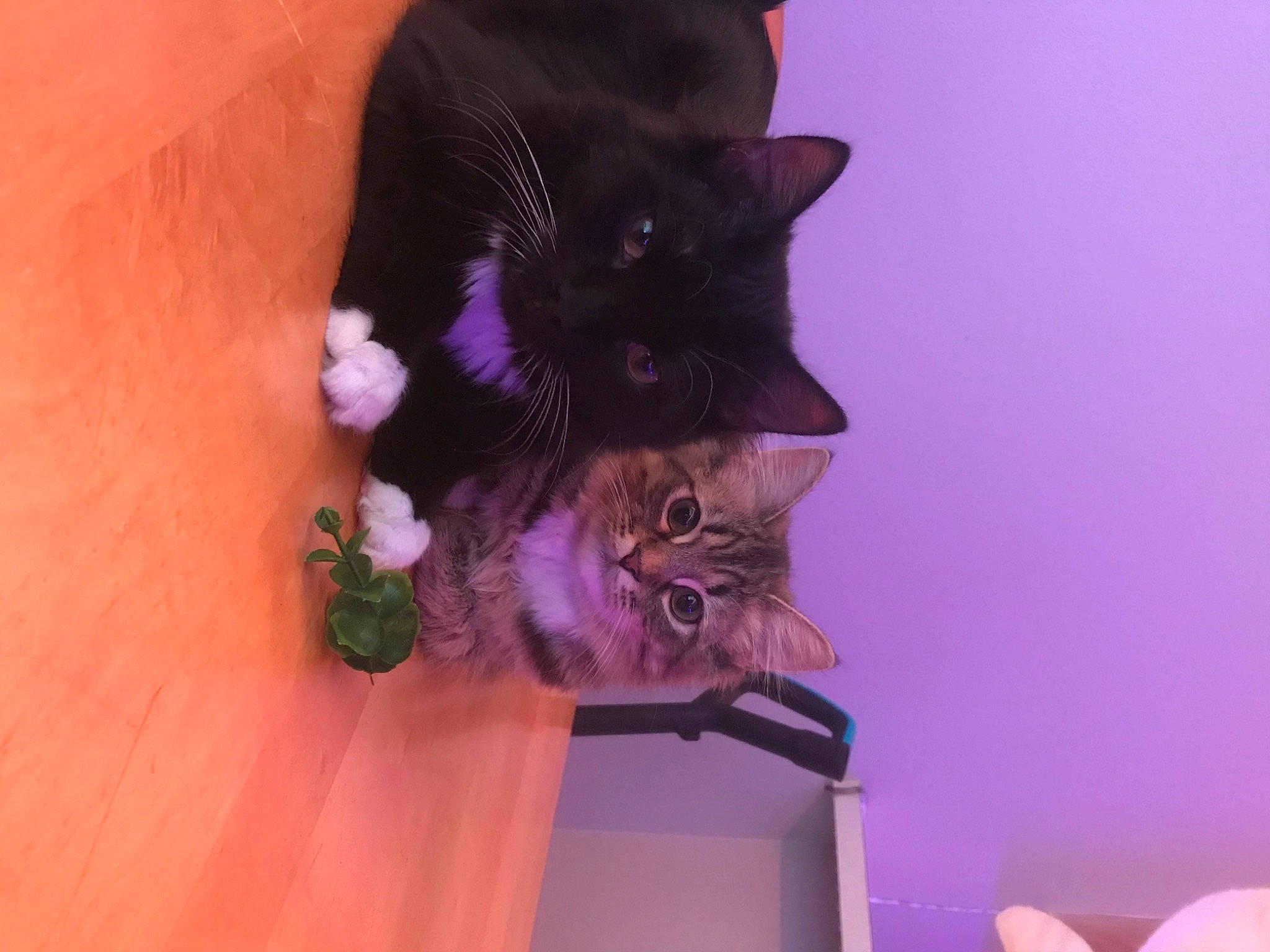 Ollie joined the competition — help win amazing prizes! carnivore, cat, curtain, domestic_short_haired_cat, felidae, flower, flowerpot, fur, hat, houseplant, magenta, petal, pink, plant, purple, room, small_to_medium_sized_cats, tail, violet, whiskers