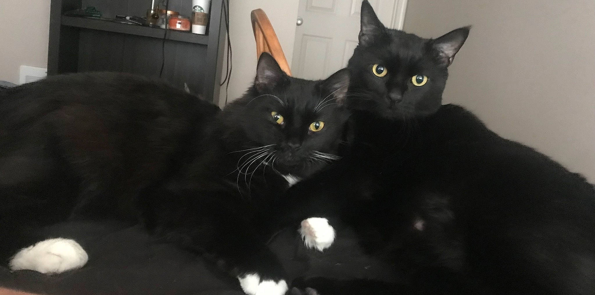 Gwen joined the competition — help win amazing prizes! black_cat, bombay, carnivore, cat, darkness, domestic_short_haired_cat, felidae, fur, havana_brown, small_to_medium_sized_cats, snout, tail, terrestrial_animal, whiskers