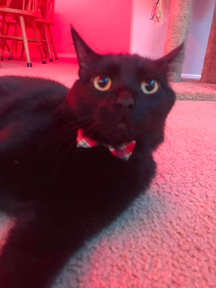 Gwen joined the competition — help win amazing prizes! black_cat, bombay, carmine, carnivore, cat, cat_supply, claw, dog_breed, domestic_short_haired_cat, electric_blue, felidae, fur, magenta, paw, shadow, small_to_medium_sized_cats, snout, tail, terrestrial_animal, whiskers