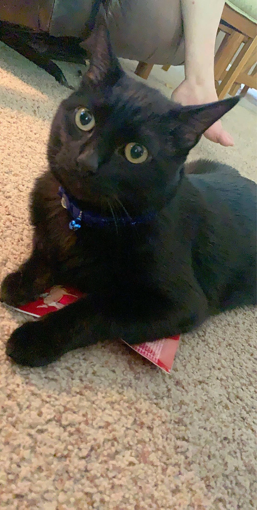 Gwen is registered to the contest to win money with this photo: art, black_cat, bombay, carnivore, cat, claw, domestic_short_haired_cat, electric_blue, felidae, fur, small_to_medium_sized_cats, snout, tail, terrestrial_animal, whiskers, working_animal