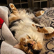 Autumn joined the competition — help win amazing prizes! cat, calico_cat, fluffy, upside_down, bedspread, patterned, green_eyes, knitted_blanket, indoor, furniture, wooden_cabinet, cozy, curious, pet, relaxed, lying_down, home, soft_texture, animal, domestic