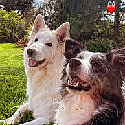 Ienzo Et Rebelle a rejoint le concours — aidez-le/la à gagner de superbes lots ! dog, dogs, outdoor, grass, happy, smiling, white_dog, black_and_white_dog, nature, sunlight, sky, clouds, trees, pets, canine, animal, playful, tongue_out, closeup, adorable