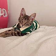 Jasper is registered to the contest to win money with this photo: kitten, cat, pet, indoor, bed, white_bedspread, curious, striped_shirt, green, white, ears, fur, eyes, pink_chair, furniture, relaxed, lying_down, young_cat, cozy, closeup