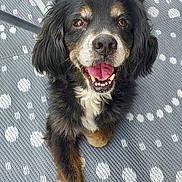 Ozzy participe au concours pour gagner de l'argent avec cette photo : black_fur, brown_markings, canine, chair_leg, dog, dotted_pattern, extended_paw, eyes, fluffy, mat, nose, outdoor, paw, pet, portrait, slipper, smiling, teeth, tongue_out, white_chest