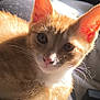 Hammy joined the competition — help win amazing prizes! cat, kitten, orange_tabby, close_up, pet, animal, fur, whiskers, ears, eyes, sunlight, indoor, cute, young, mammal, portrait, relaxing, soft, domestic, feline