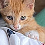 Hammy is registered to the contest to win money with this photo: kitten, cat, orange_tabby, paw, close_up, curious, cute, pet, animal, indoor, soft, white_fabric, pink_nose, whiskers, feline, young, domestic_cat, fur, small, resting