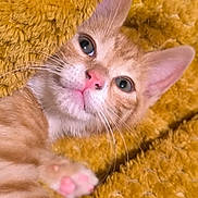 Hammy is registered to the contest to win money with this photo: cat, kitten, orange_tabby, close_up, paw, pink_nose, whiskers, ear, fur, pet, cute, animal, domestic_cat, lying_down, blanket, soft_texture, resting, indoor, young_cat, adorable