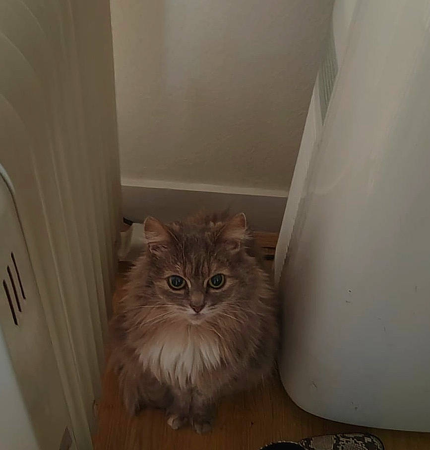 Chipo a rejoint le concours — aidez-le/la à gagner de superbes lots ! box, cabinetry, carnivore, cat, ceiling, chair, domestic_short_haired_cat, door, fawn, felidae, flooring, fur, hardwood, shelf, small_to_medium_sized_cats, snout, terrestrial_animal, whiskers, window, wood