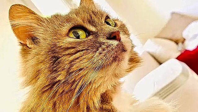 Chipo participe au concours pour gagner de l'argent avec cette photo : british_longhair, carnivore, cat, close_up, domestic_short_haired_cat, fawn, felidae, fur, maine_coon, small_to_medium_sized_cats, snout, terrestrial_animal, whiskers