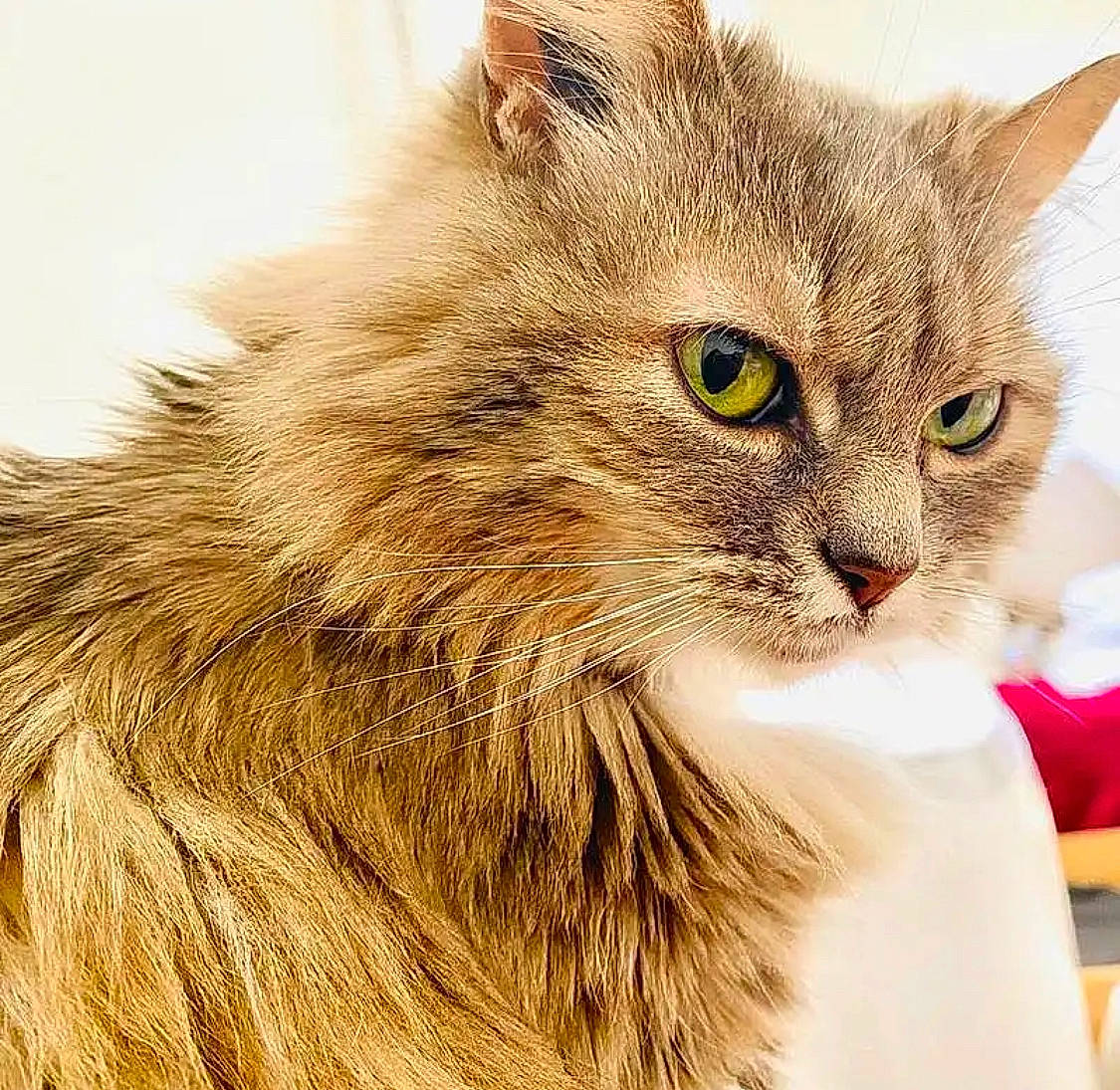 Chipo a rejoint le concours — aidez-le/la à gagner de superbes lots ! british_longhair, carnivore, cat, domestic_short_haired_cat, eye, fawn, felidae, fur, hair, head, iris, maine_coon, paw, small_to_medium_sized_cats, snout, terrestrial_animal, whiskers, wildlife, window