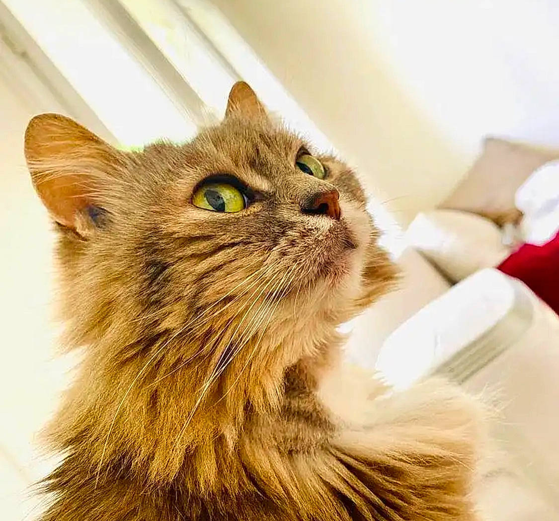 Chipo participe au concours pour gagner de l'argent avec cette photo : carnivore, cat, eye, fawn, felidae, fur, liver, small_to_medium_sized_cats, snout, terrestrial_animal, whiskers