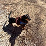 dog, dachshund, puppy, brown_hoodie, blue_harness, shadow, outdoor, dirt, gravel, sunlight, pet, animal, small_dog, looking_up, cute, canine, fur, tail, ears, ground