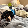 Atlas is registered to the contest to win money with this photo: dog, puppy, sleeping, blanket, sweater, blue_harness, cozy, bedroom, plush_toys, soft, fur, cute, resting, indoors, warm, comfort, animal, pet, black_and_tan, nap