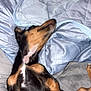 Atlas is registered to the contest to win money with this photo: dog, puppy, lying_down, bed, blanket, cozy, sleeping, relaxed, fur, paw, cute, pet, indoor, comfort, resting, animal, snuggle, soft, black_and_tan, canine