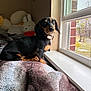 dog, puppy, dachshund, window, blanket, indoor, plush_toy, light, shadow, curious, fur, pet, cozy, animal, resting, looking, sitting, home, cute, soft