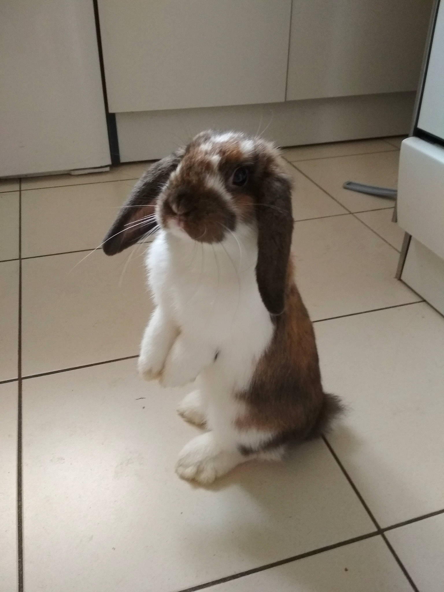 Popoff participe au concours pour gagner de l'argent avec cette photo : domestic_rabbit, ear, rabbit, rabbits_and_hares, tail, whiskers