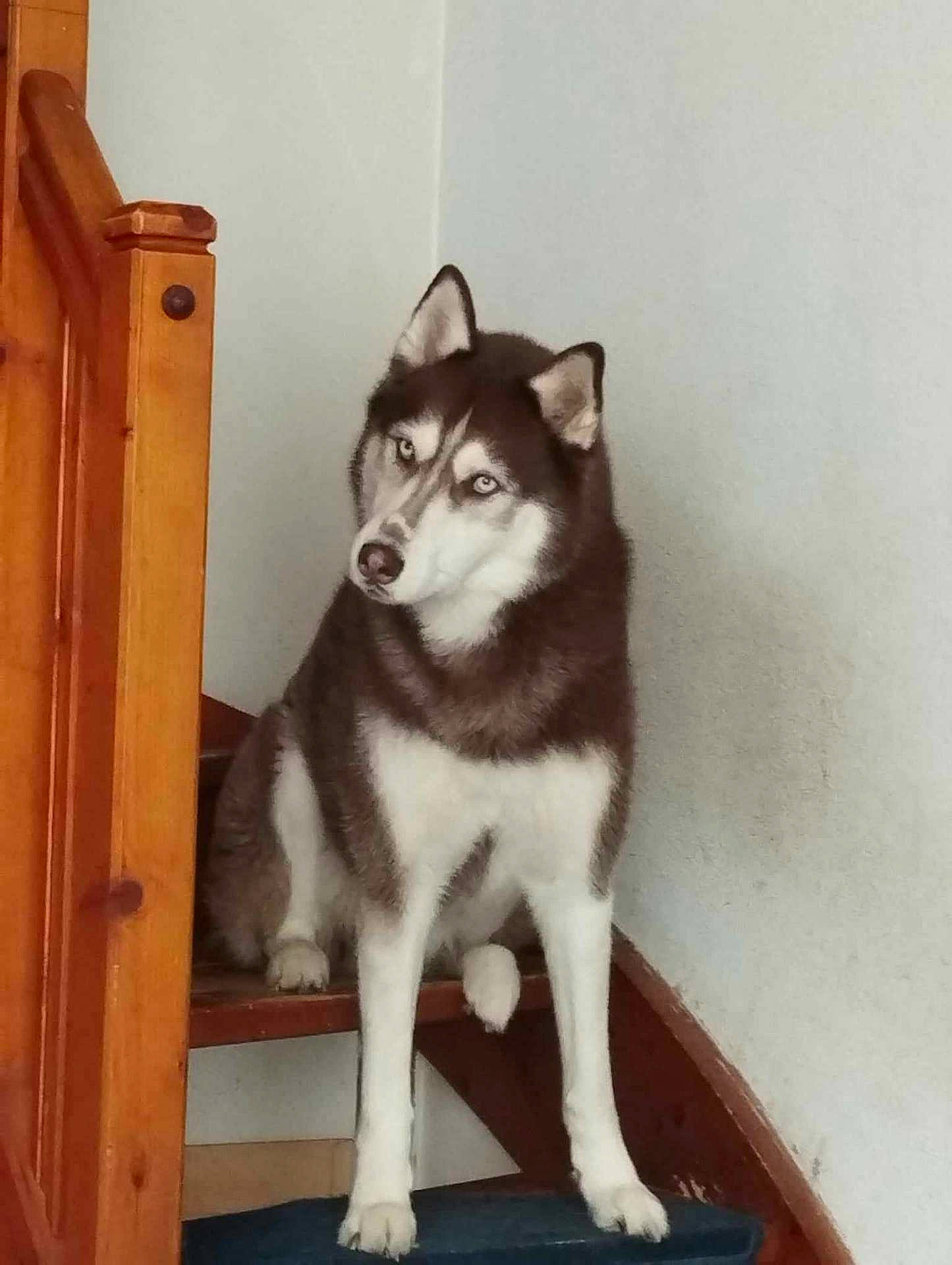 Lucky a rejoint le concours — aidez-le/la à gagner de superbes lots ! animal, canine, dog, eskimodog, hardwood, husky, indoors, interiordesign, pet, puppy, stainedwood, wood