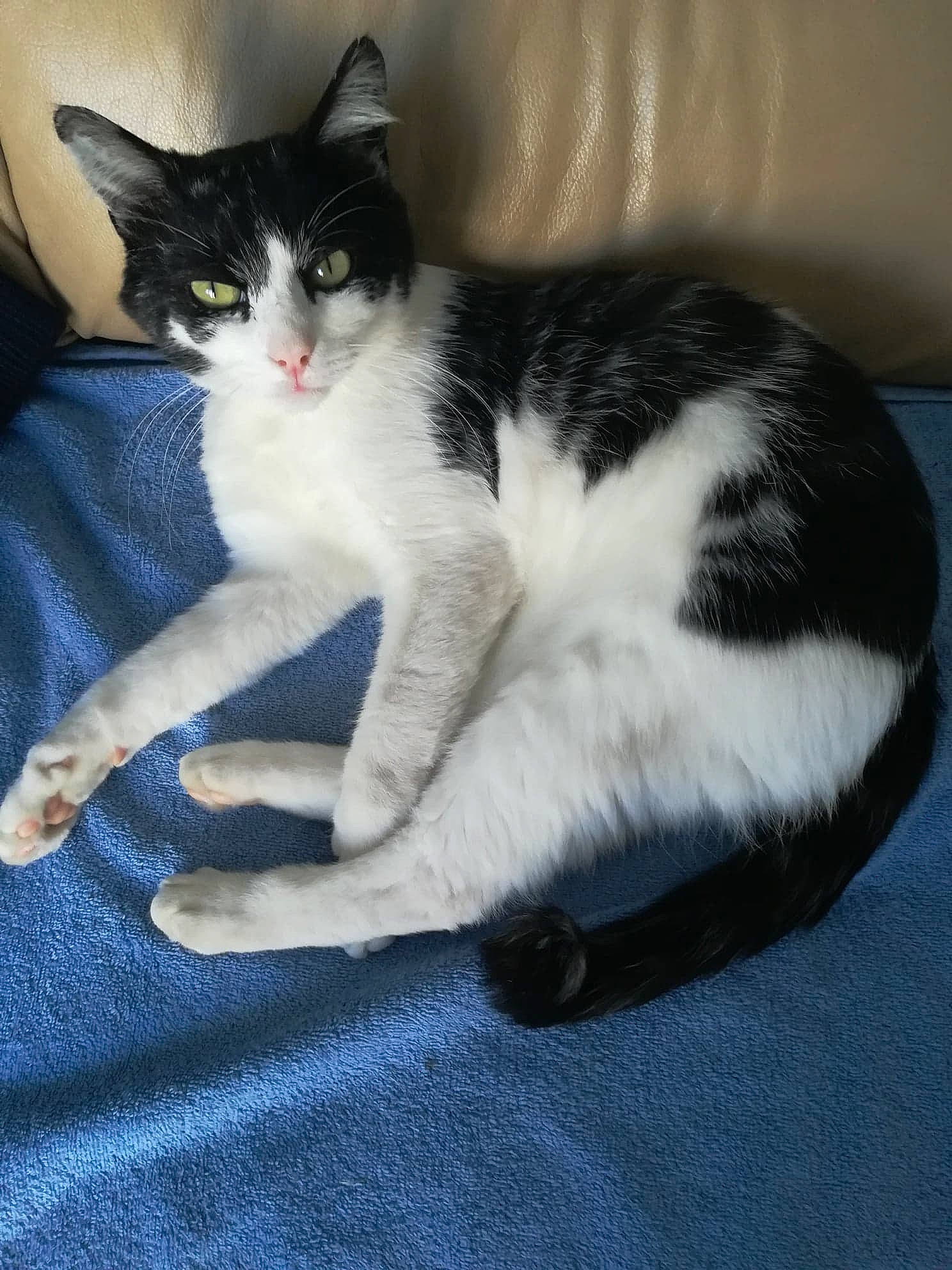 Filou participe au concours pour gagner de l'argent avec cette photo : carnivore, cat, cat_furniture, cat_supply, claw, comfort, domestic_short_haired_cat, felidae, foot, fur, lap, paw, sitting, small_to_medium_sized_cats, snout, tail, whiskers, woven_fabric