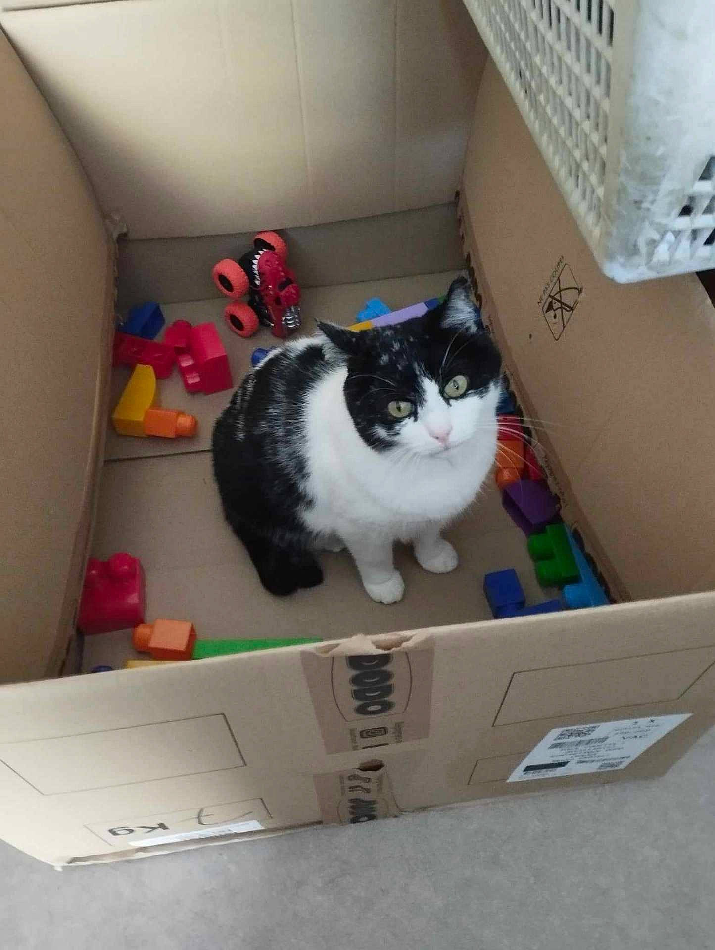 Filou participe au concours pour gagner de l'argent avec cette photo : animal, architecture, ball, box, building, cardboard, carton, cat, indoors, kitten, manx, outdoors, person, pet, shelter, sleeping, sport, tennis, tennisball, toy