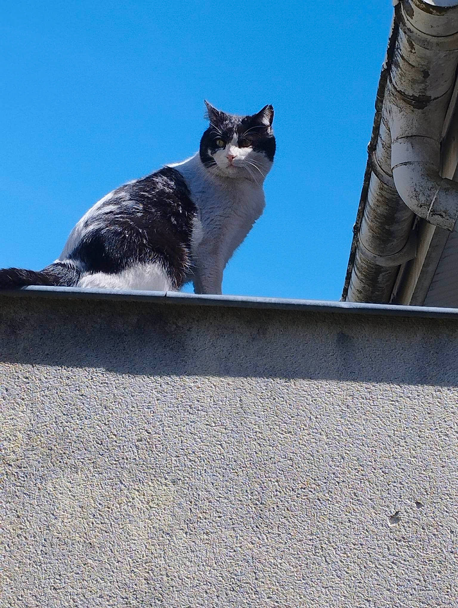 Filou participe au concours pour gagner de l'argent avec cette photo : automotive_tire, carnivore, cat, domestic_short_haired_cat, electric_blue, felidae, grey, metal, roof, sky, small_to_medium_sized_cats, snout, stairs, tail, tints_and_shades, tree, wall, whiskers, window, wood
