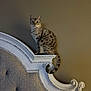 Theo is registered to the contest to win money with this photo: cat, spotted_cat, headboard, furniture, indoor, pet, animal, curious, tail, wood, carved, beige_wall, seated, looking, decor, domestic_cat, feline, quiet, resting, portrait