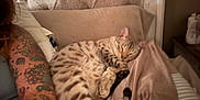 Theo is registered to the contest to win money with this photo: cat, sleeping, bed, blanket, tattoo, arm, feline, striped, spotted, cozy, indoor, pillow, headboard, resting, fur, animal, relaxing, cute, pet, soft
