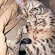 Theo joined the competition — help win amazing prizes! cat, spotted_cat, bed, blanket, paw, tail, sleepy, resting, animal, pet, feline, striped, tabby, cozy, indoor, cute, relaxed, human_hand, closeup, fur