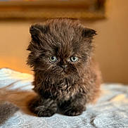 Ozzy joined the competition — help win amazing prizes! kitten, cat, fluffy, brown, pet, cute, animal, furry, small, young, indoor, portrait, eyes, whiskers, soft, bed, domestic, mammal, adorable, feline