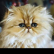 Lola joined the competition — help win amazing prizes! cat, fluffy, close_up, portrait, cute, furry, pet, animal, wide_eyes, face, whiskers, soft_fur, domestic_cat, looking, adorable, indoor, mammal, young_cat, head, feline