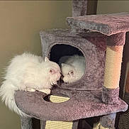 Kami Byers is registered to the contest to win money with this photo: cat, cats, white_cat, fluffy_cat, cat_tree, pet, indoor, feline, cozy, curtain, home, animal, cute, fur, resting, peek, curious, soft, interaction, domestic