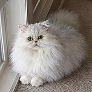 Kami Byers joined the competition — help win amazing prizes! adorable, carpet, cat, close_up, fluffy, fluffy_tail, green_eyes, indoor, long_hair, mammal, paws, persian_cat, pet, portrait, relaxed, sitting, soft_texture, whiskers, white_fur, window