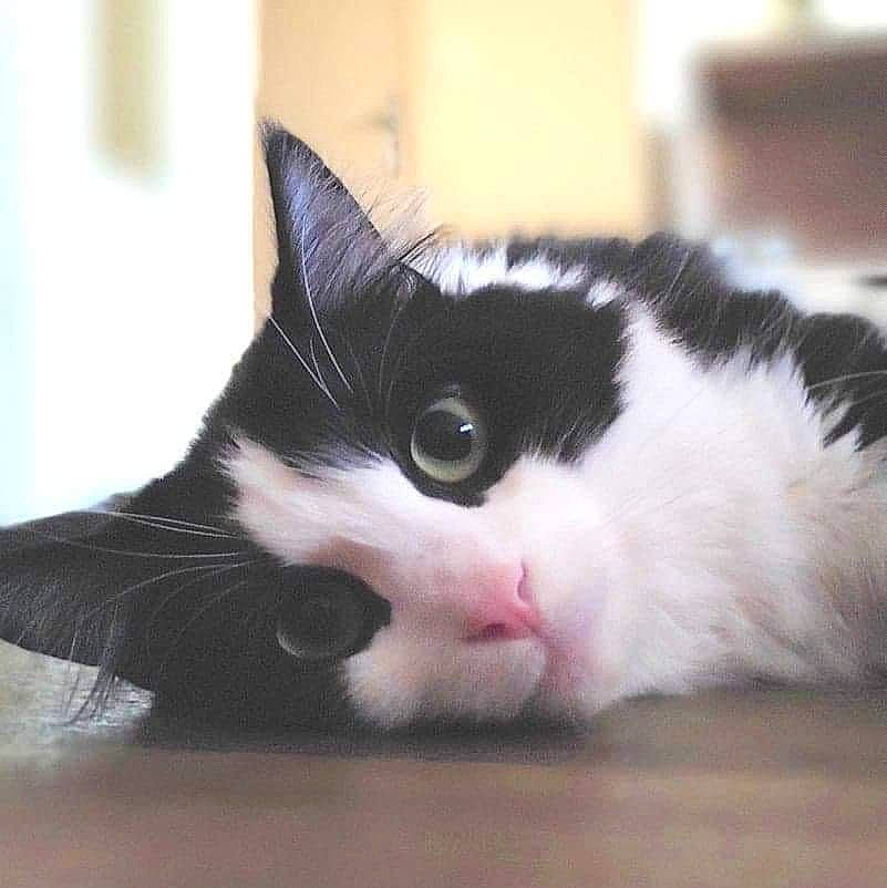 Charly a rejoint le concours — aidez-le/la à gagner de superbes lots ! carnivore, cat, comfort, domestic_short_haired_cat, eye, felidae, foot, fur, head, paw, small_to_medium_sized_cats, snout, tail, whiskers