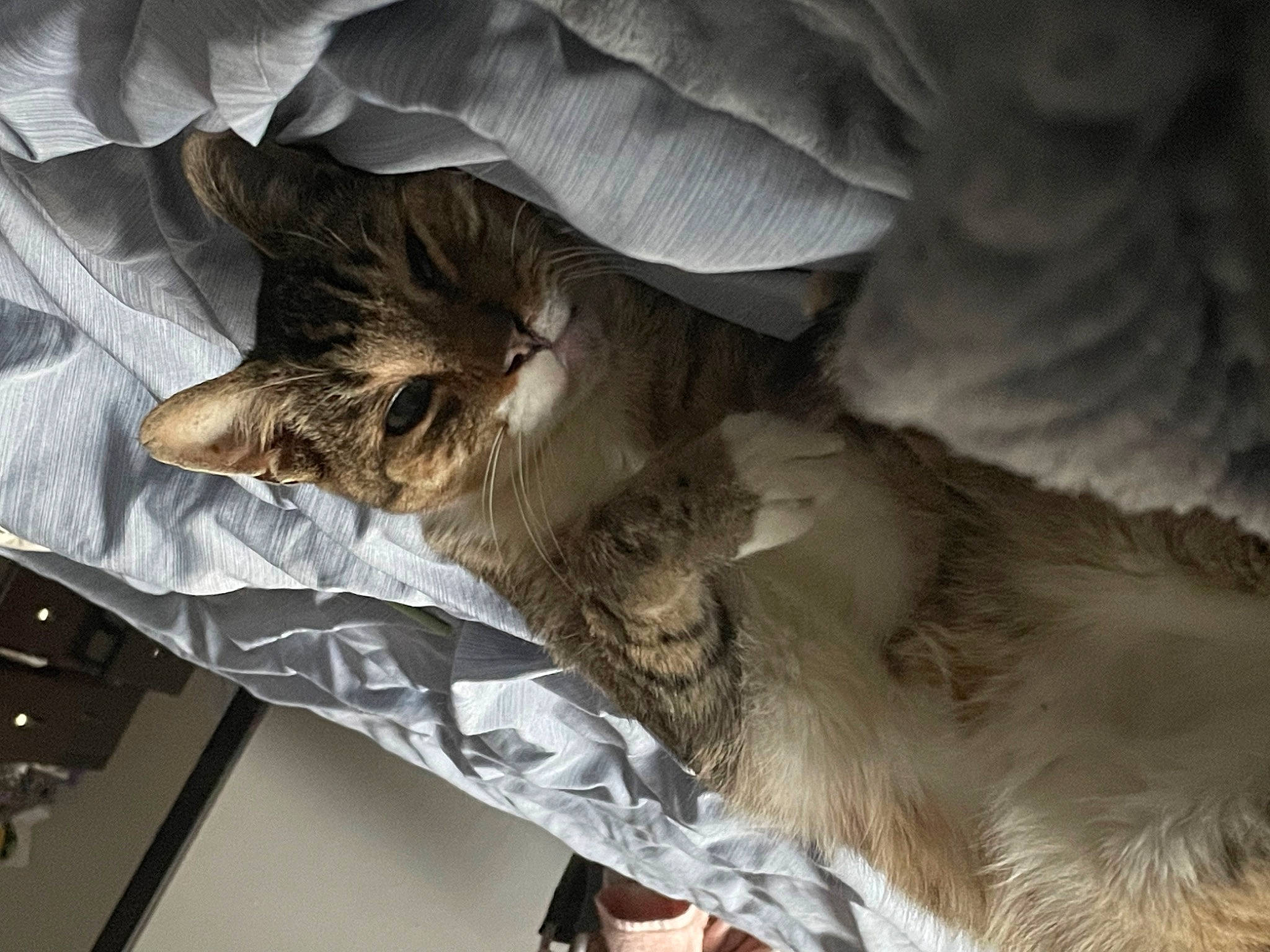 Butter is registered to the contest to win money with this photo: bed_sheet, carnivore, cat, claw, comfort, domestic_short_haired_cat, fawn, feather, felidae, fur, grey, linens, nap, paw, small_to_medium_sized_cats, tail, whiskers, wildlife, wing, wood