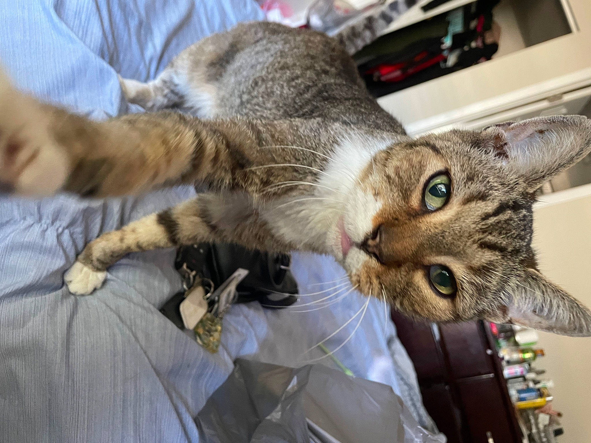 Butter is registered to the contest to win money with this photo: carnivore, cat, claw, comfort, computer_keyboard, domestic_short_haired_cat, felidae, fur, paw, small_to_medium_sized_cats, tail, whiskers