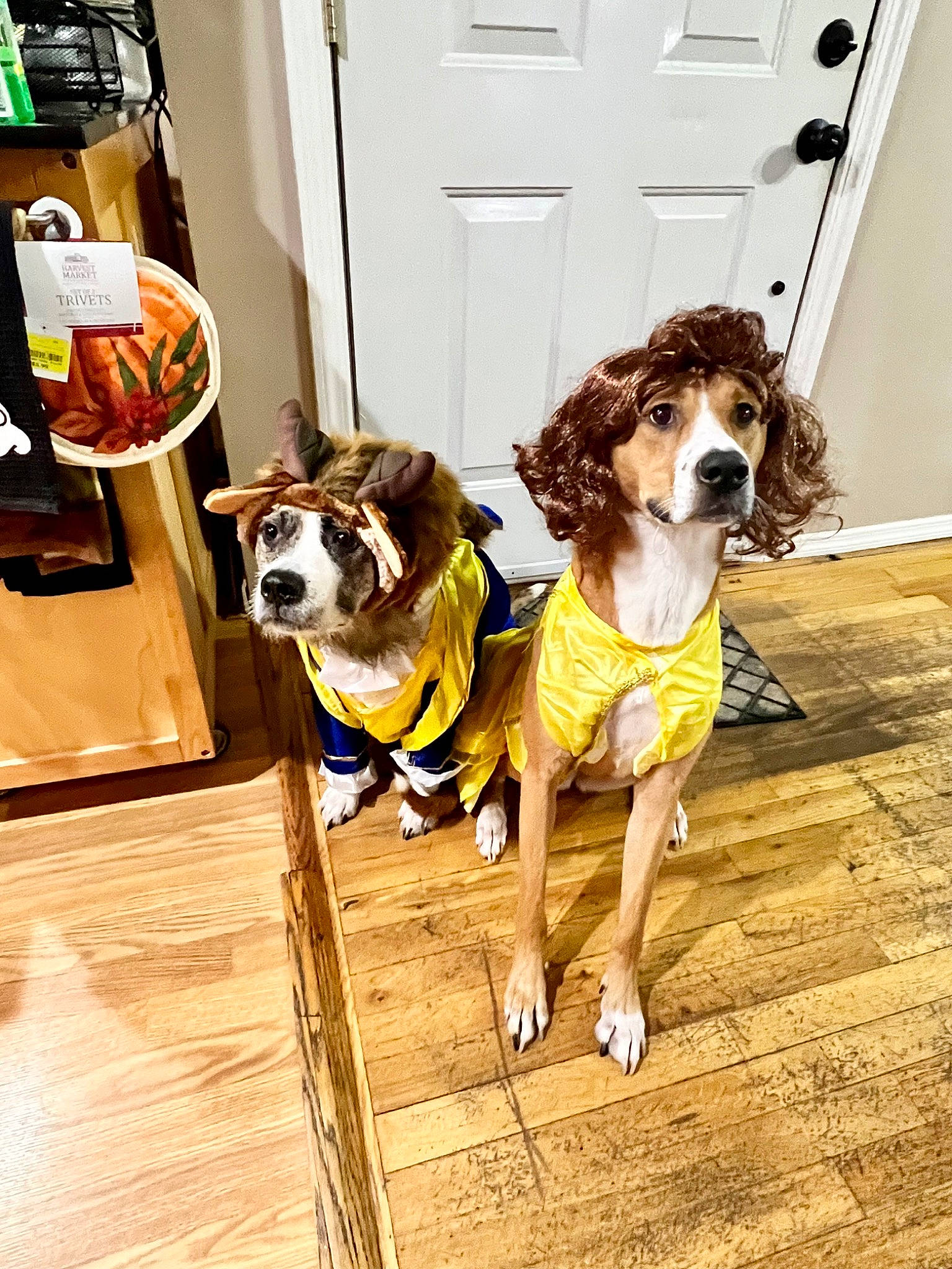 Gertrude joined the competition — help win amazing prizes! canidae, carnivore, collar, companion_dog, dog, dog_breed, dog_clothes, dog_collar, dog_supply, door, fawn, floor, flooring, hardwood, leash, pet_supply, snout, toy_dog, wood, working_animal