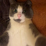 Plum is registered to the contest to win money with this photo: cat, gray_and_white, close_up, whiskers, pink_nose, lying_down, curious, indoor, pet, feline, soft_texture, blanket, cozy, looking_at_camera, animal, cute, fur, relaxed, portrait, domestic_cat