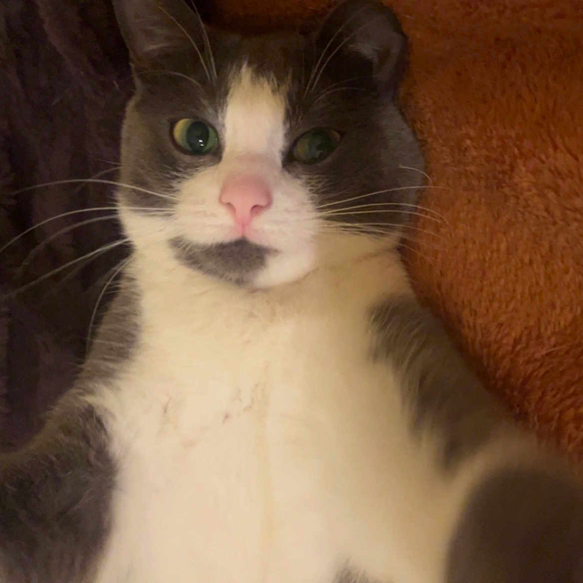 Plum is registered to the contest to win money with this photo: animal, blanket, cat, close_up, cozy, curious, cute, domestic_cat, feline, fur, gray_and_white, indoor, looking_at_camera, lying_down, pet, pink_nose, portrait, relaxed, soft_texture, whiskers